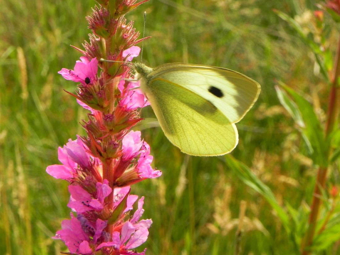 Small White