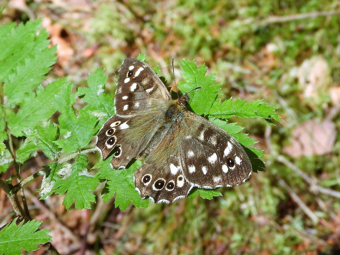 Speckled Wood