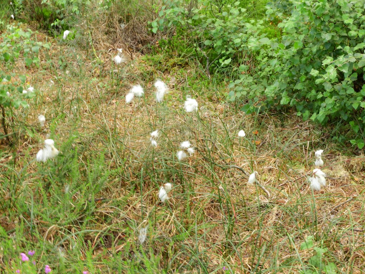 Bog cotton