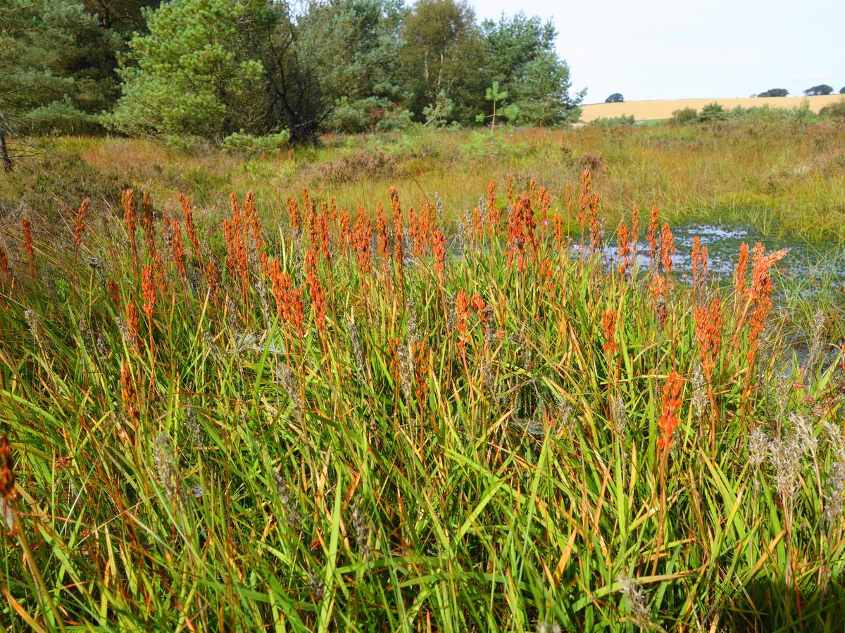 Bog flowers