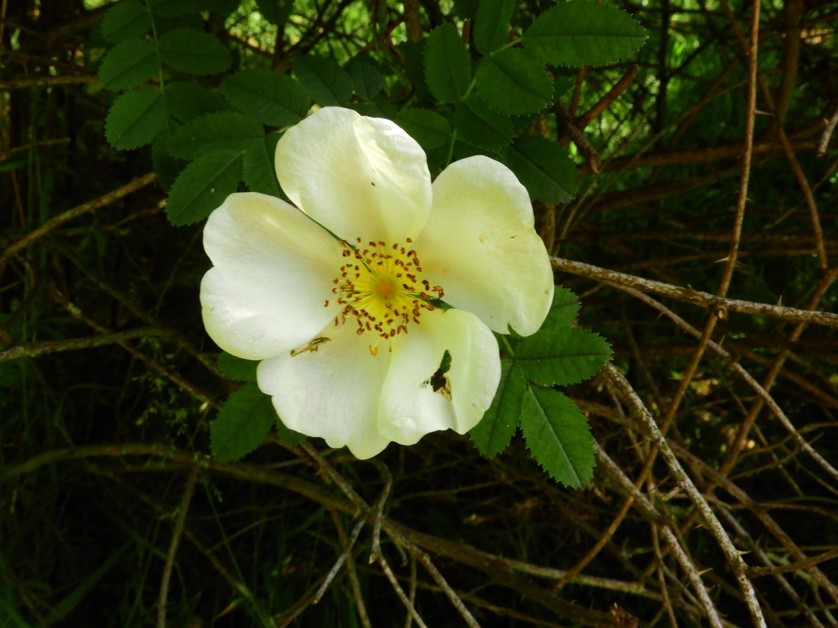 Burnett rose