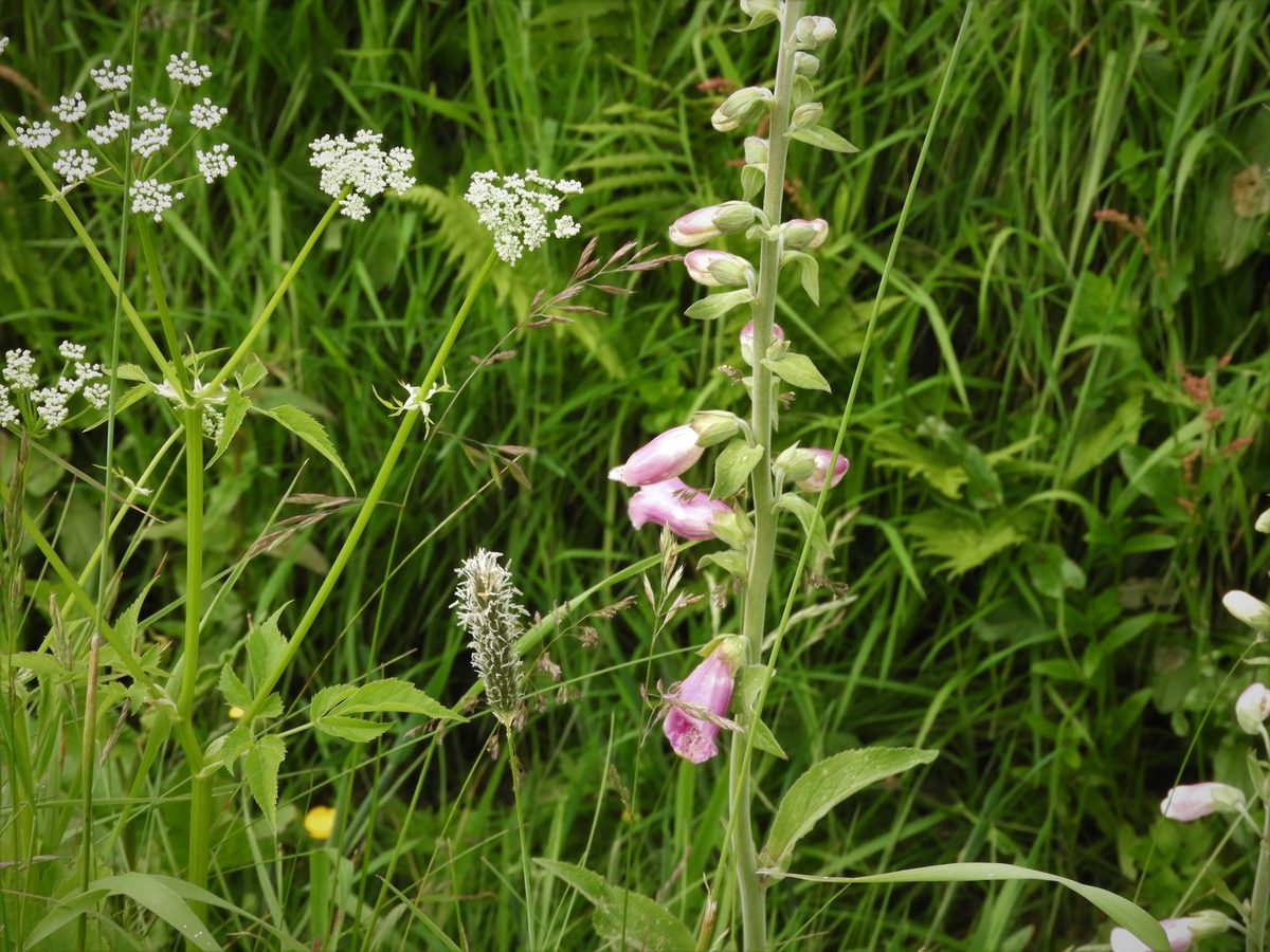 Foxglove
