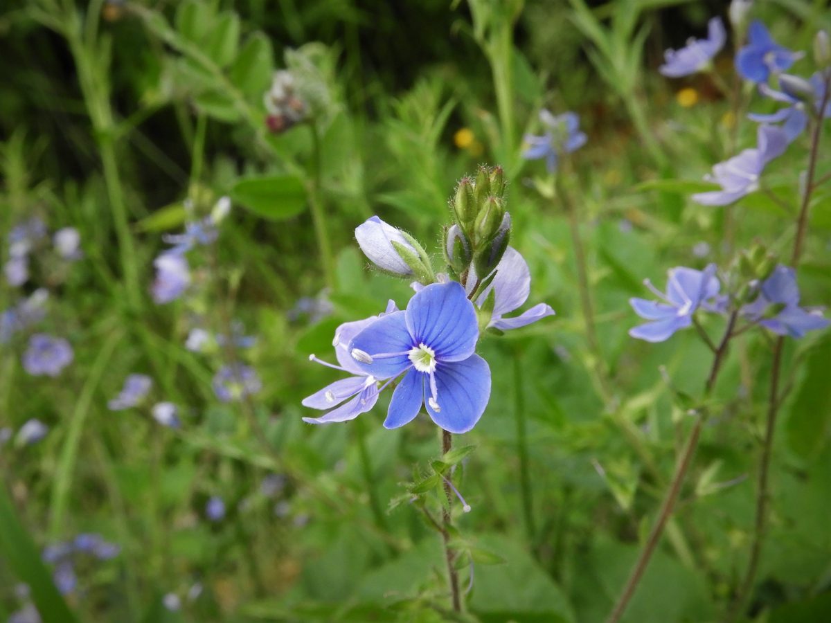 Germander Speedwell