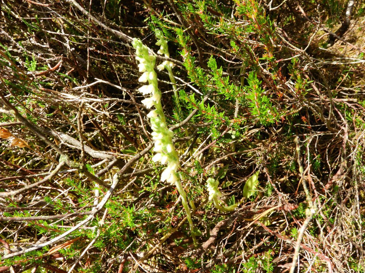 Ladies creeping tresses