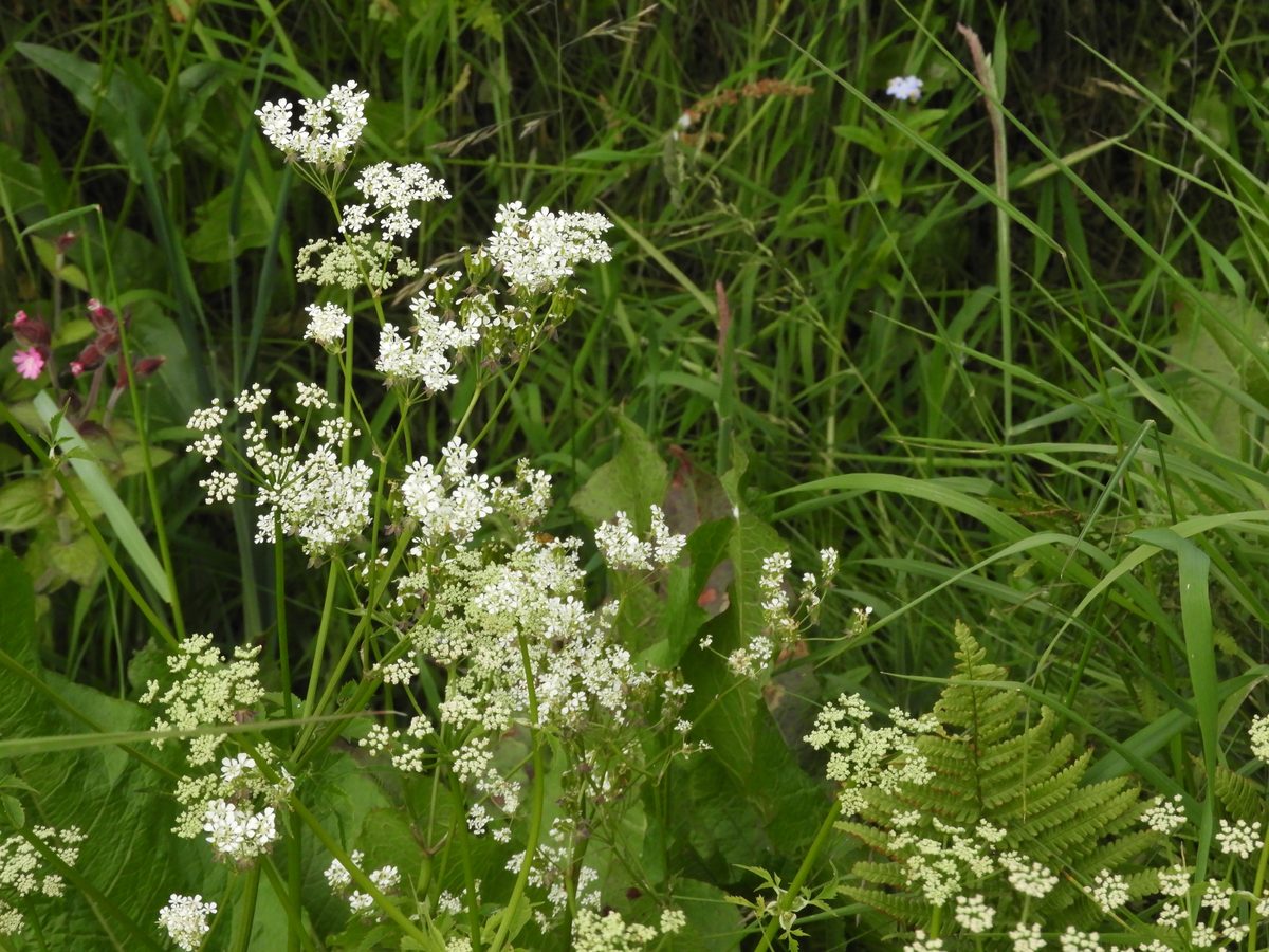 Pignut