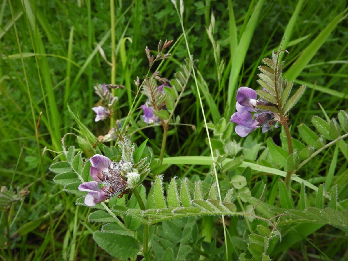 Vetch