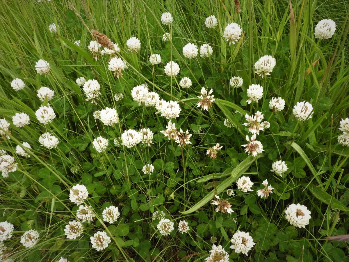 White Clover