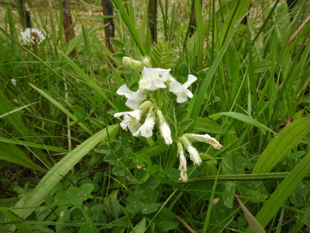 White vetch