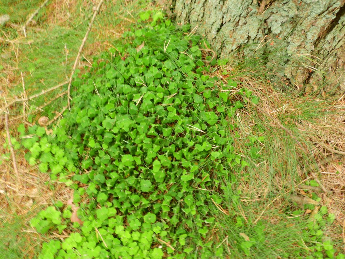 Wood sorrel