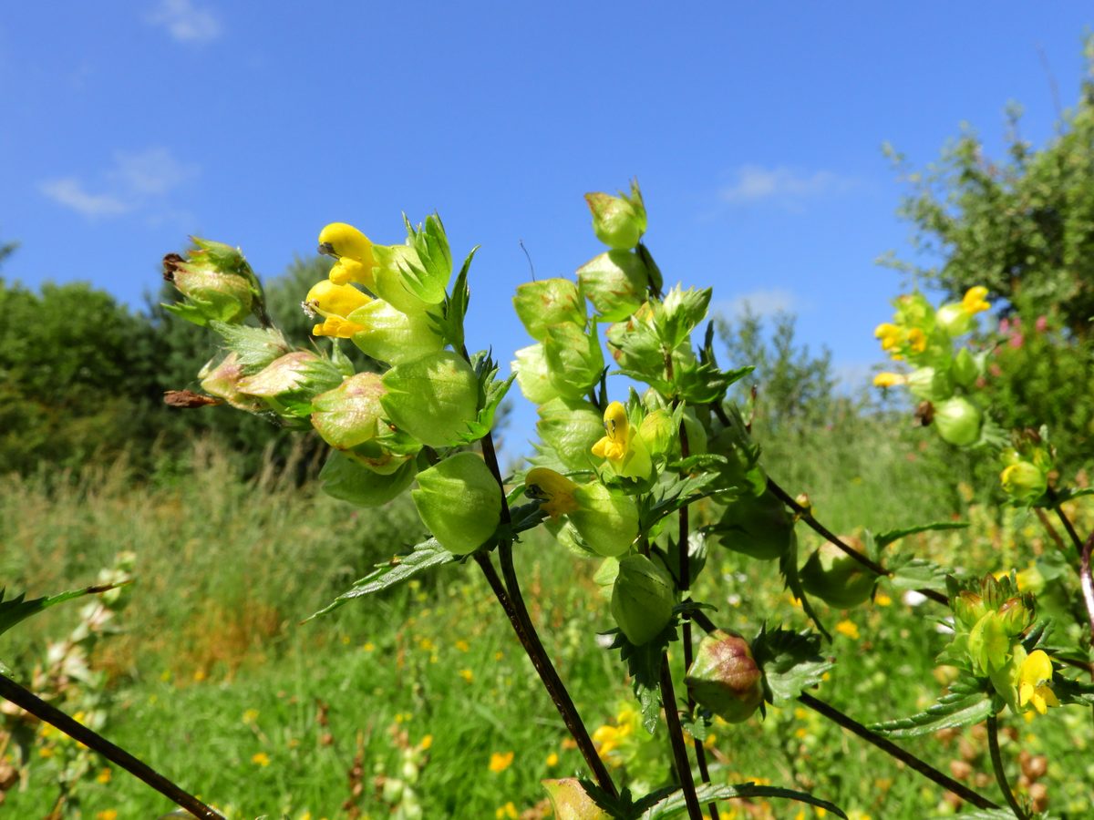 Yellow rattle