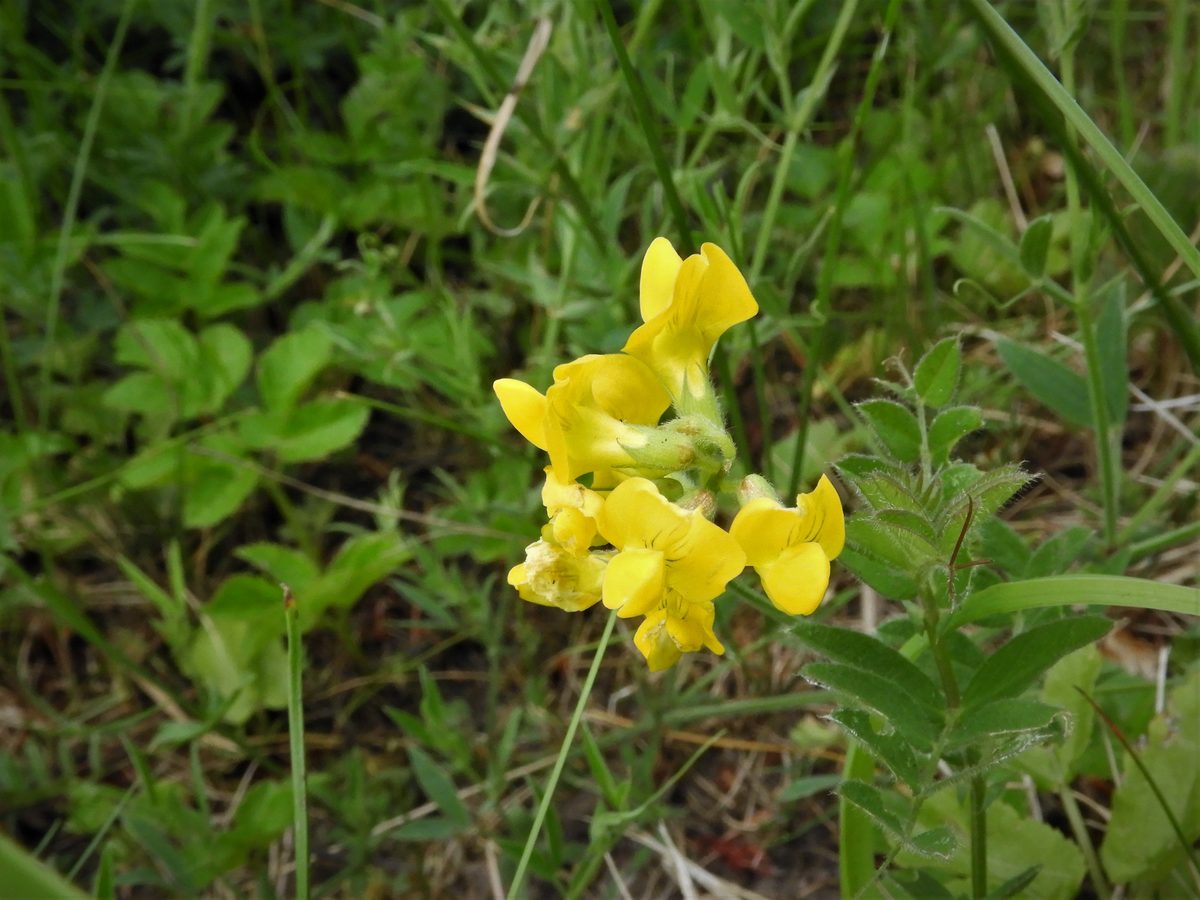 Yellow Vetch