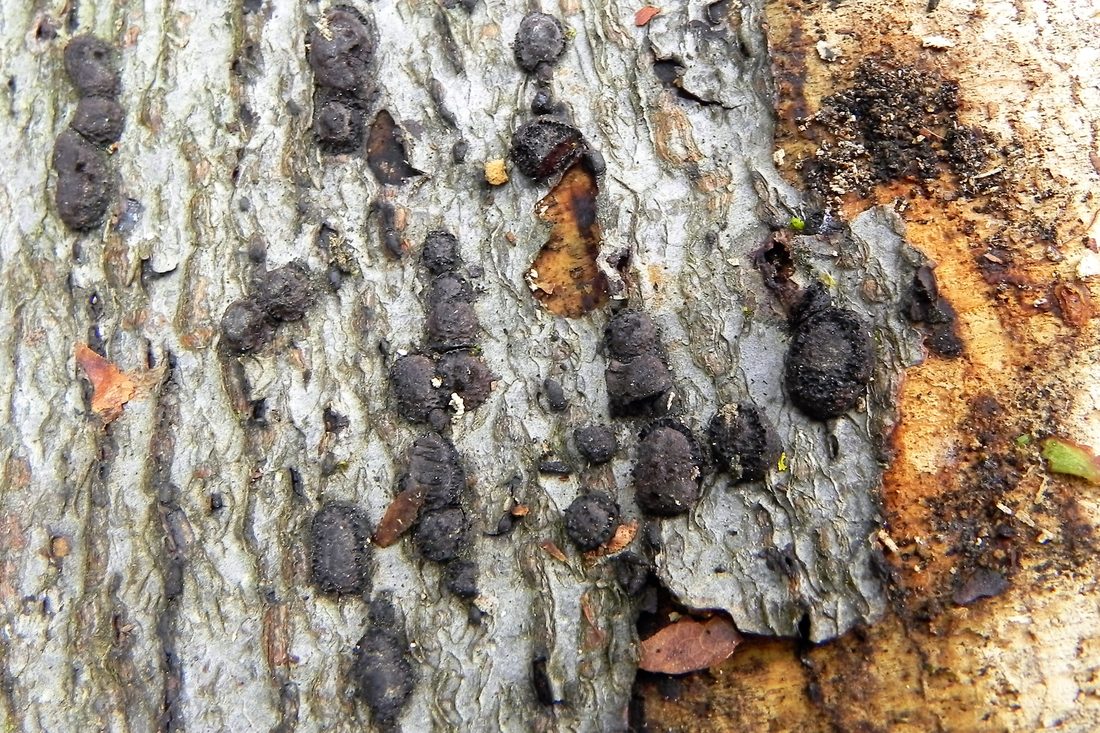 Beech Woodwort
