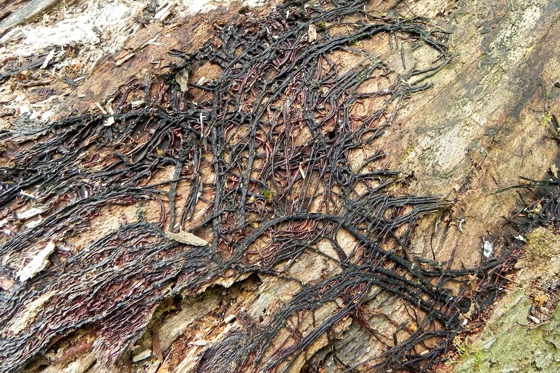 Bootlace Fungus