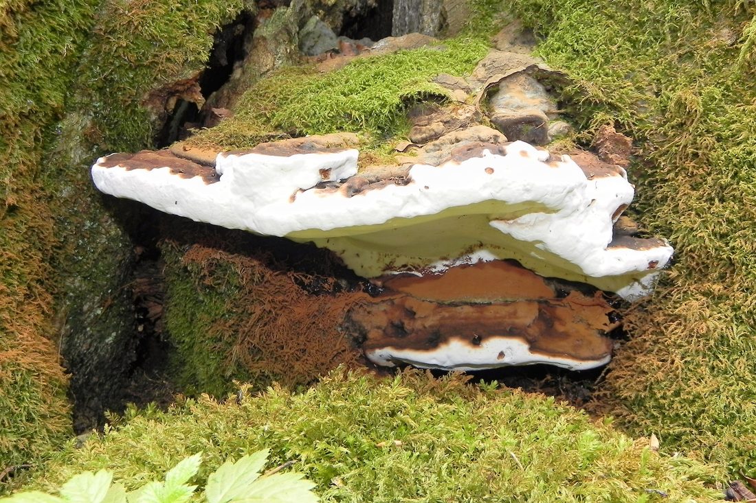 Bracket Fungus