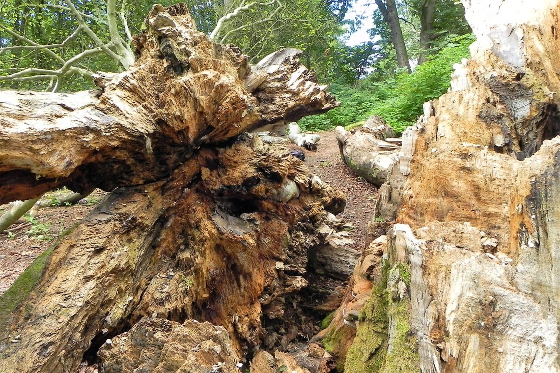 Dead Beech Tree