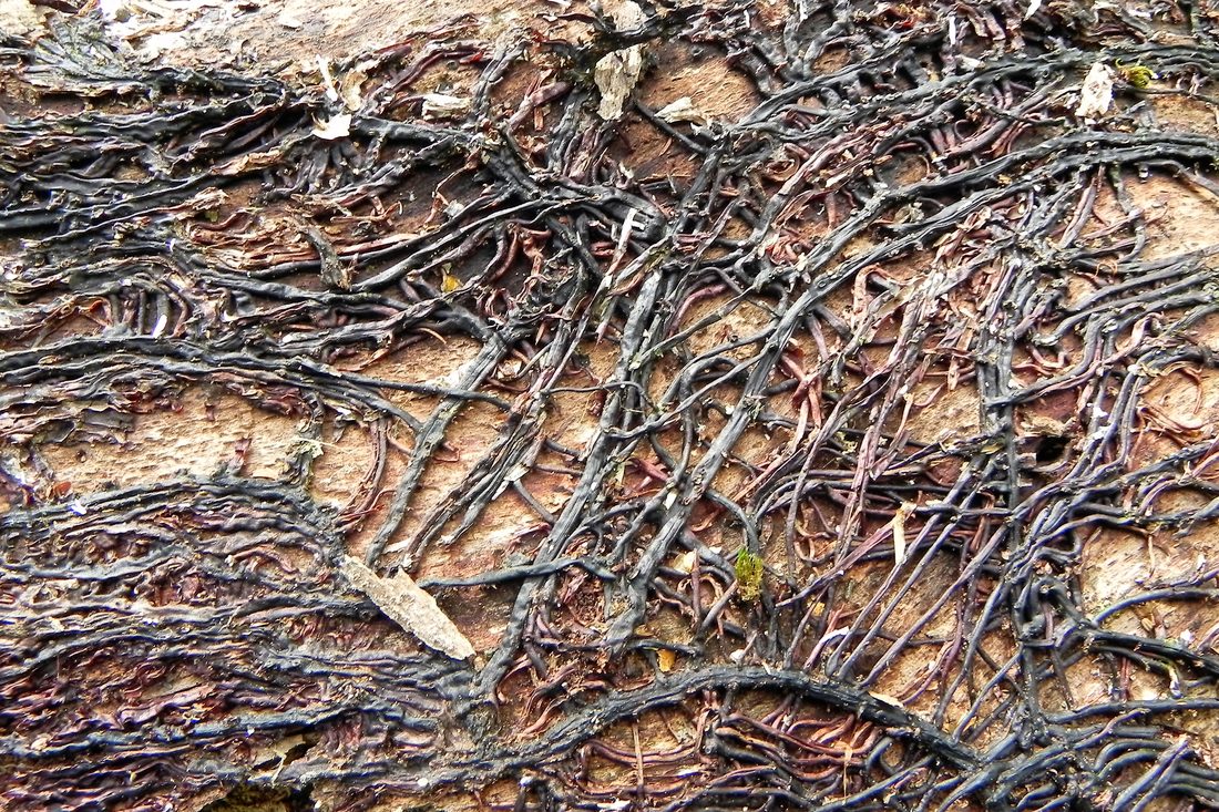 Honey Fungus