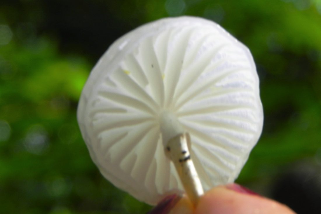 Porcelain Fungus