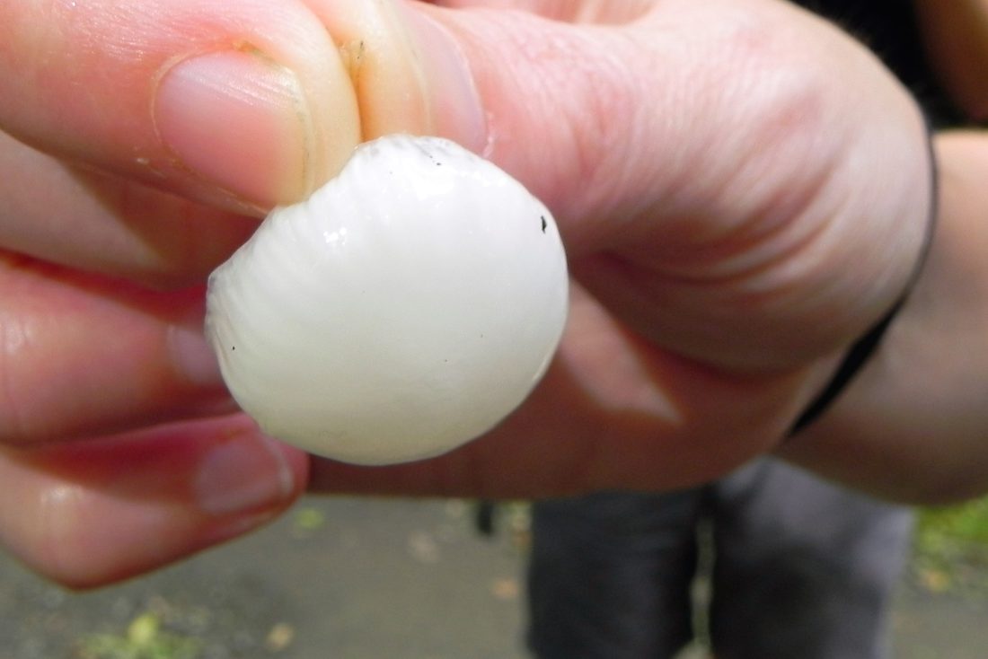 Porcelain Fungus
