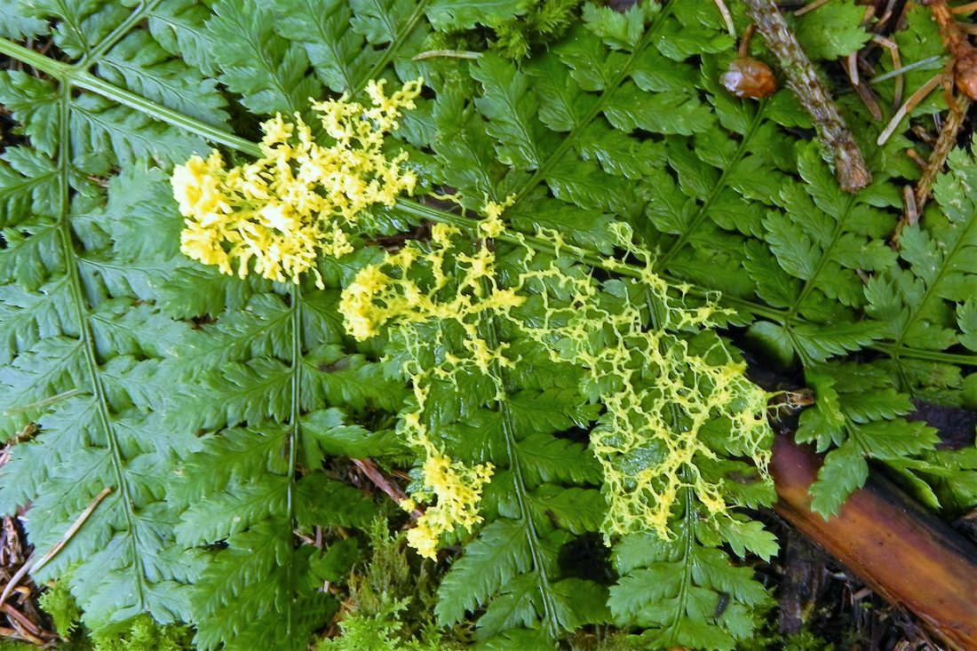 Slime mould