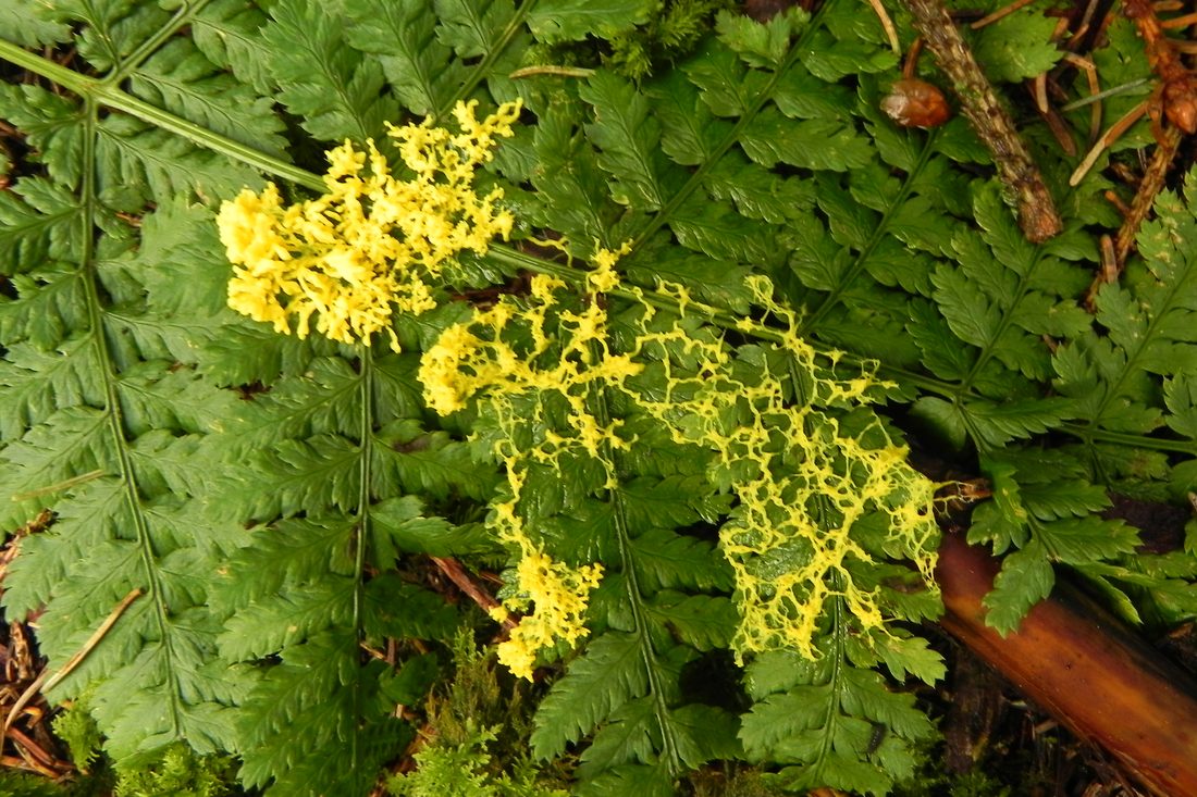 Yellow slime Mould