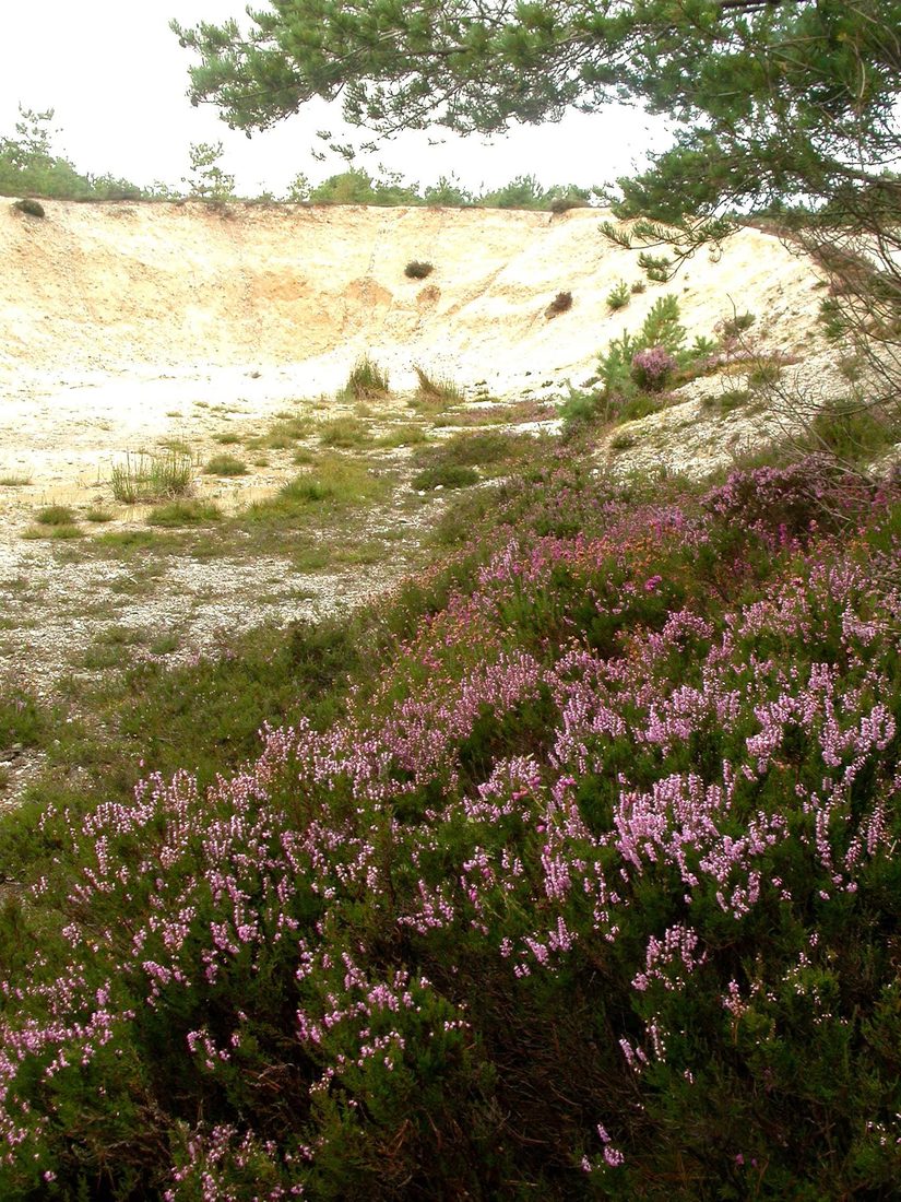 Heatherbloom Quarry