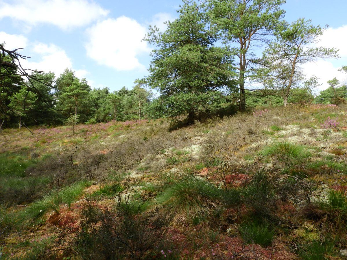 Moss at melt water channel, left