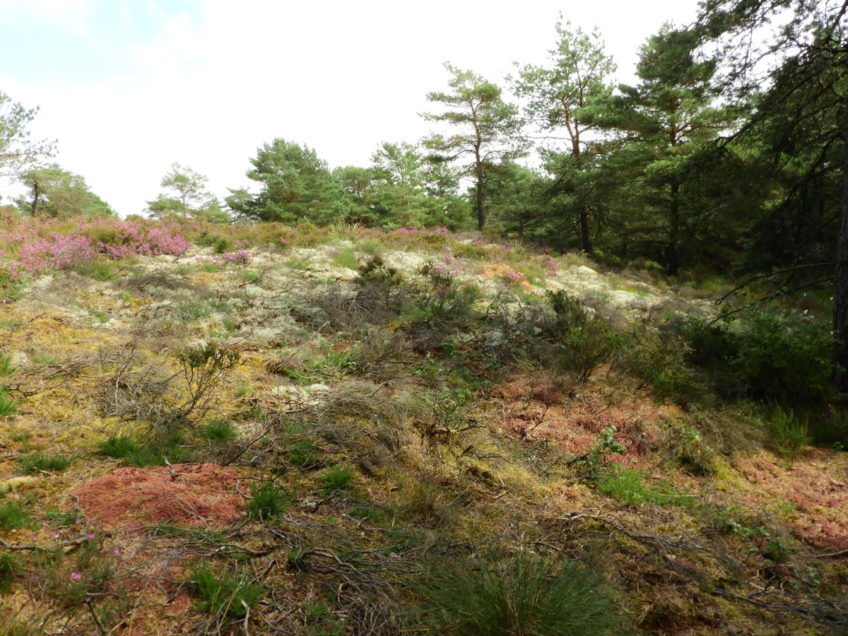 Moss at melt water channel, right