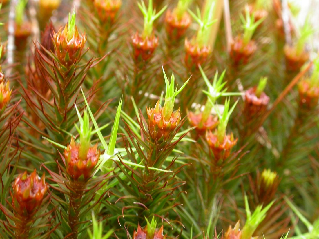 Polytrichum commune