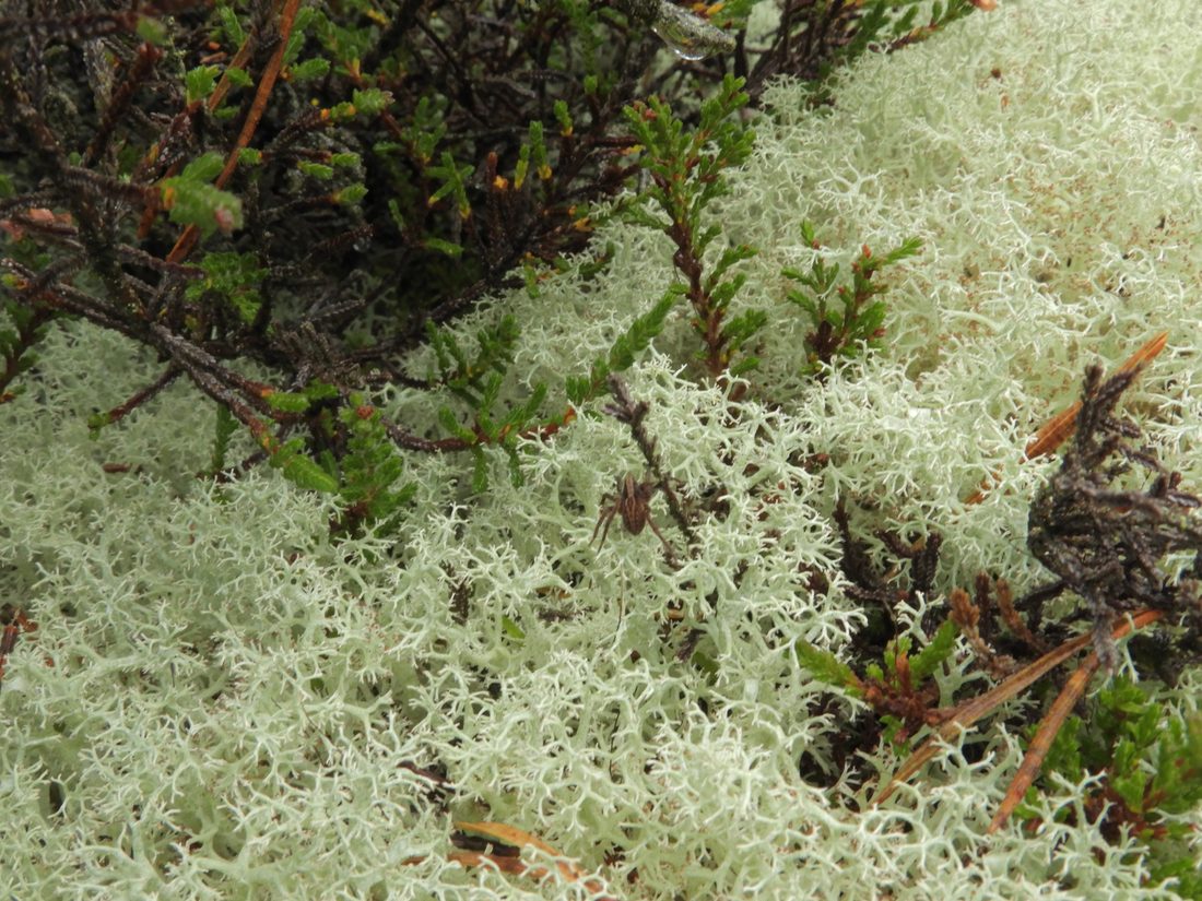 Reindeer moss, Cladonia rangiferina