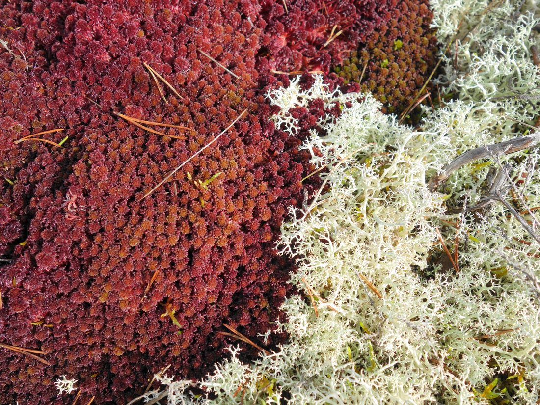 Sphagnum and Reindeer moss