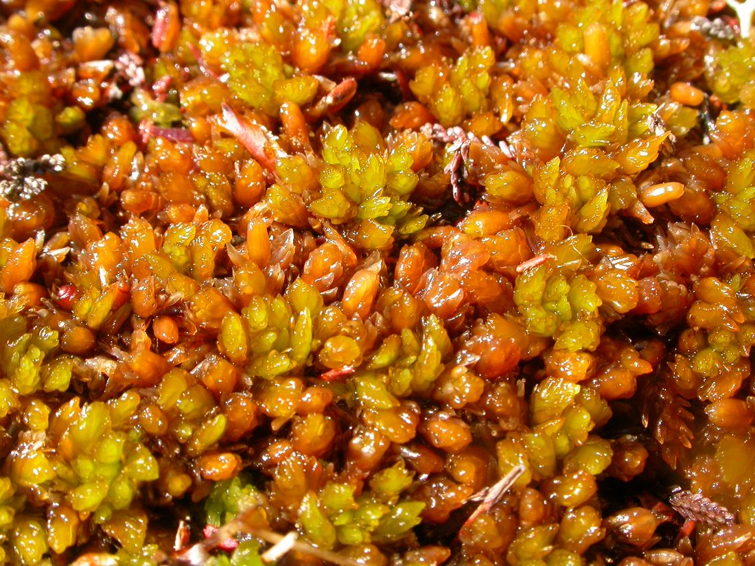 Sphagnum compactum