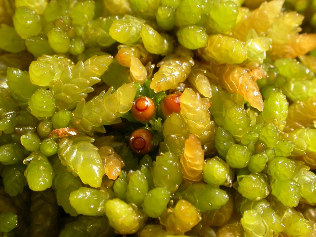 Sphagnum papillosum