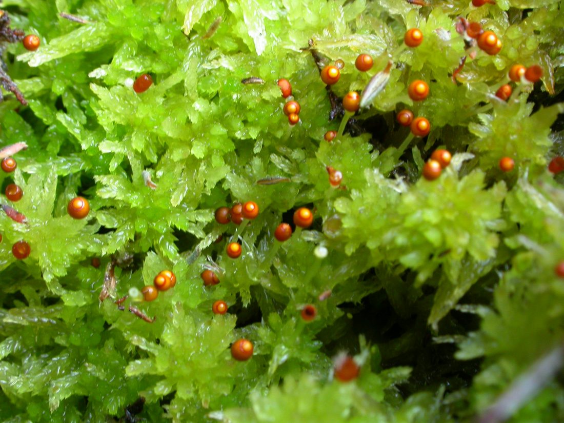 Sphagnum tenellum