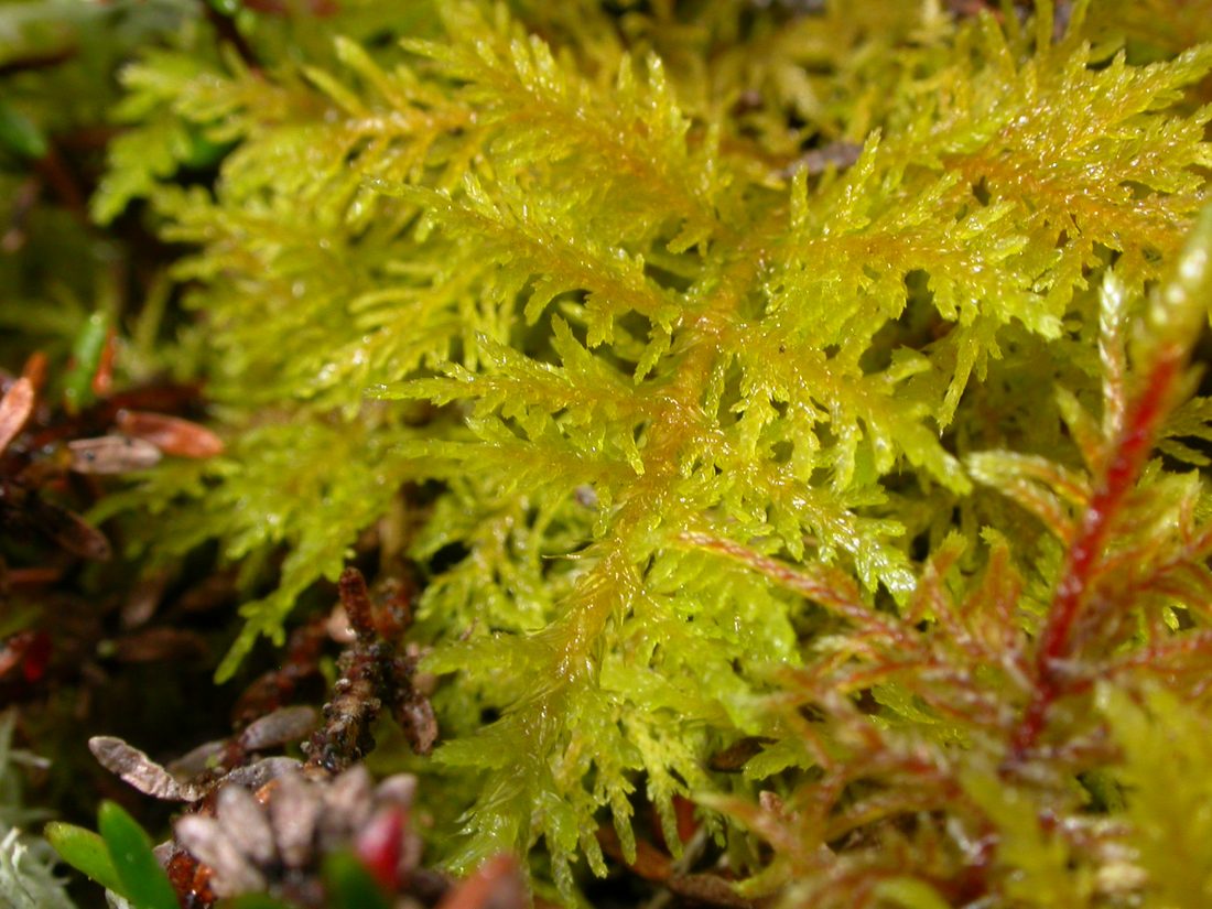 Thuidium tamariscinum, 2016