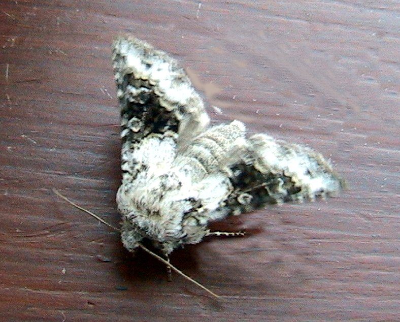 Broad-barred White