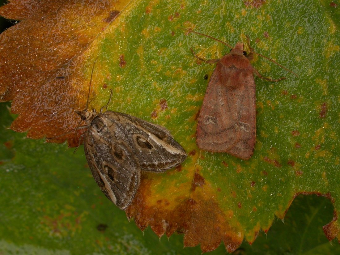 Chestnut and Streak