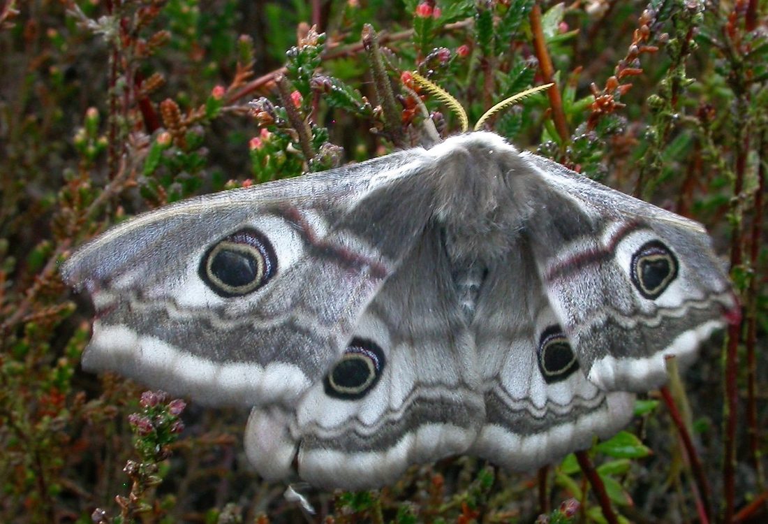 Emperor Moth
