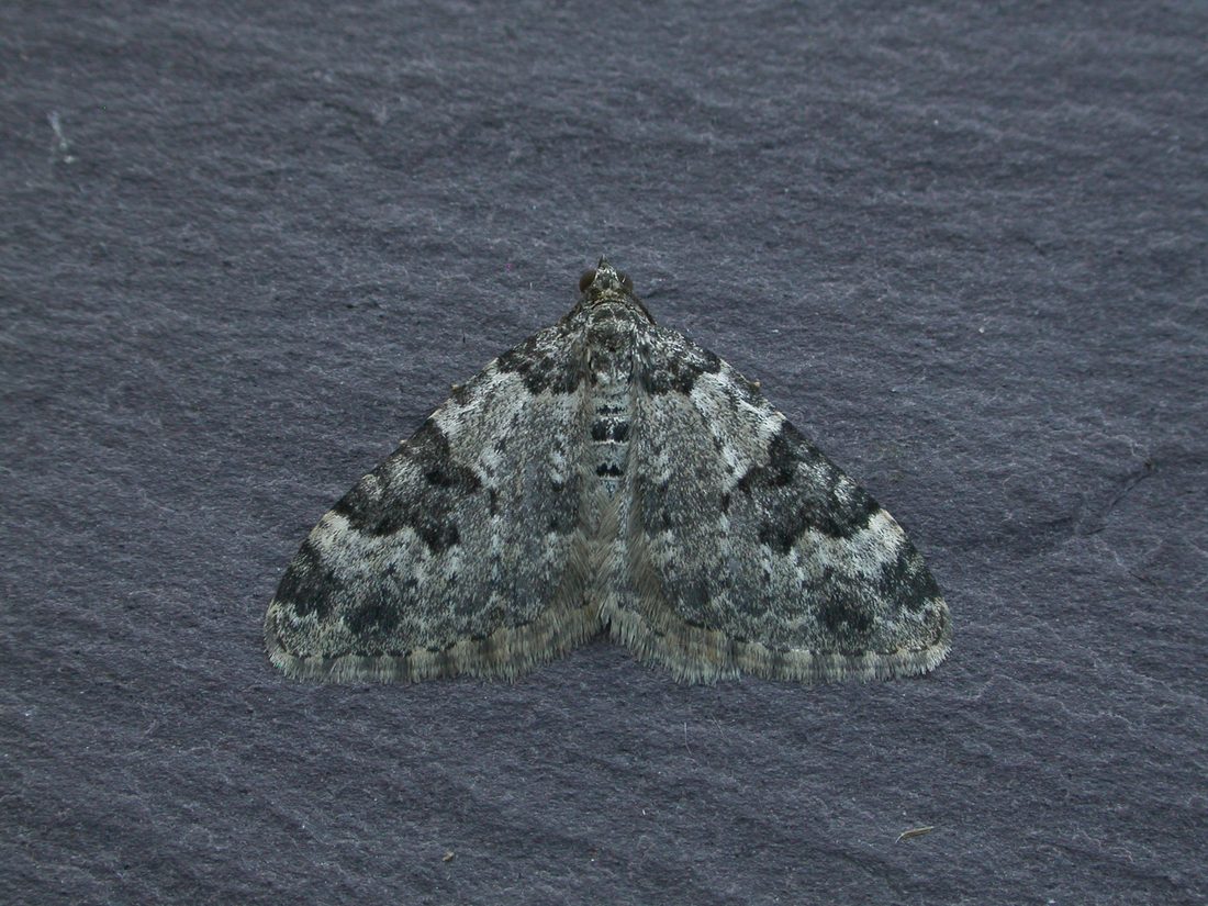 Garden Carpet