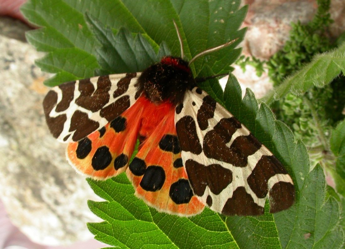 Garden tiger