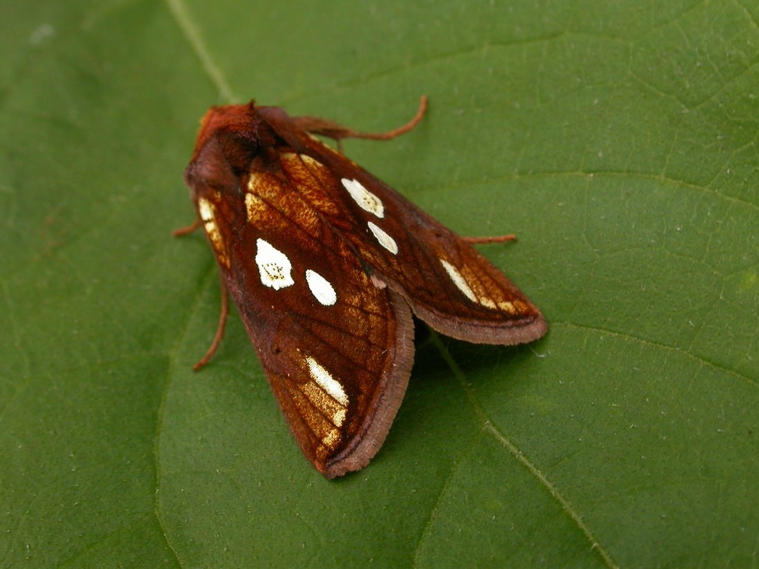 Gold Spot