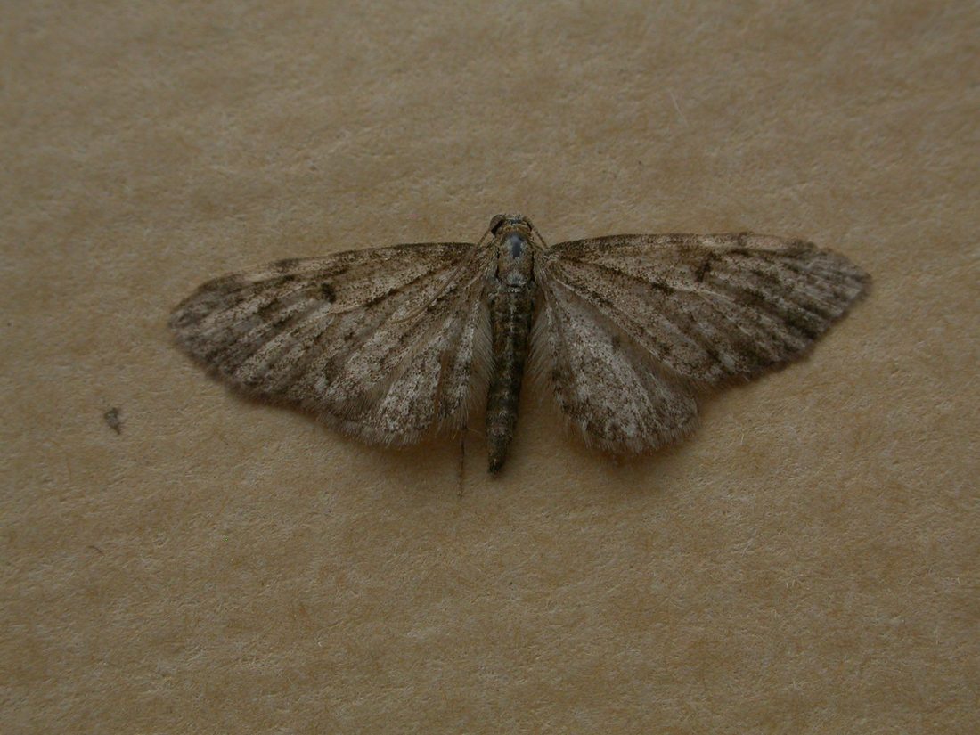 Golden rod pug