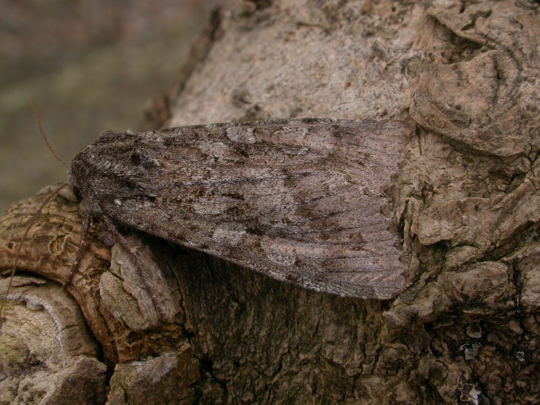 Great Brocade