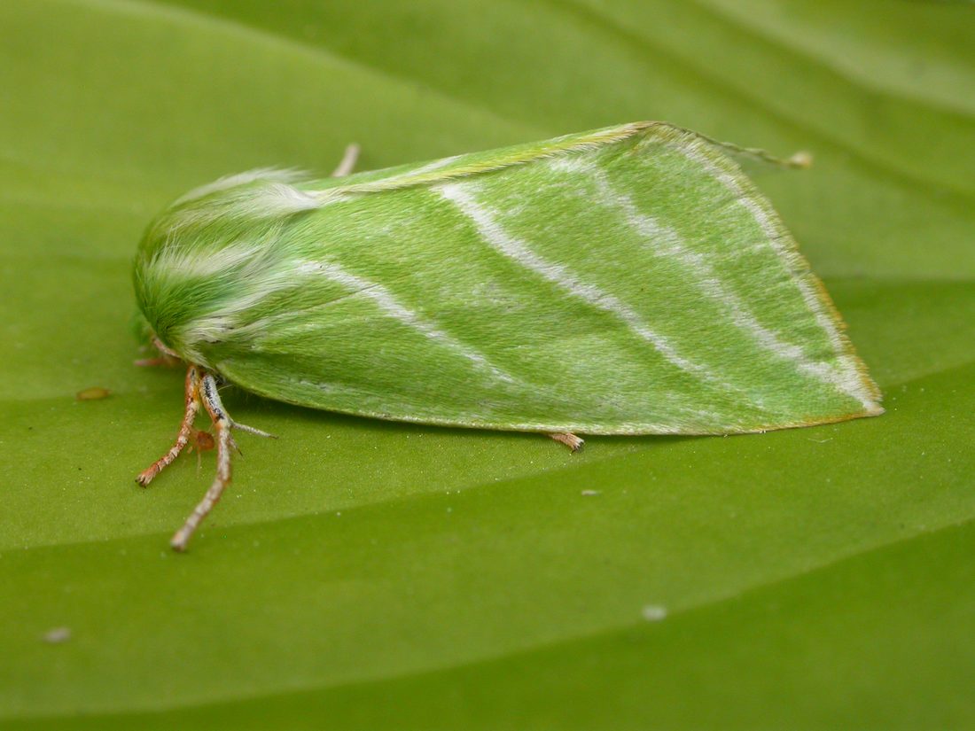 Green Silver-lines