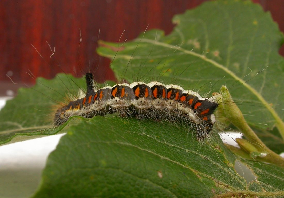 Grey Dagger Caterpillar