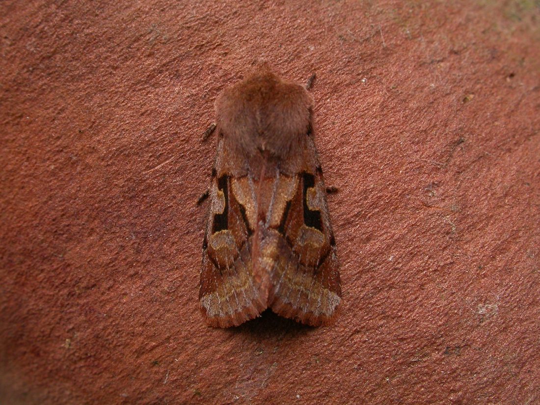 Hebrew Character