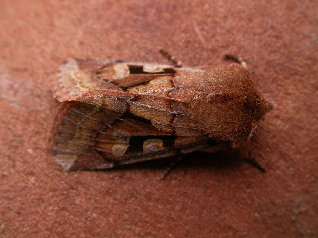 Hebrew Character
