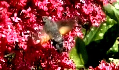 Hummingbird hawkmoth adj.tif