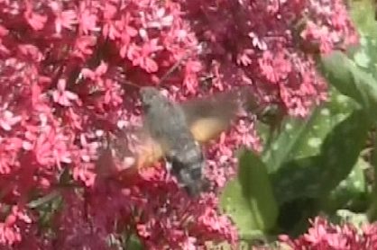 Hummingbird Hawkmoth.bmp