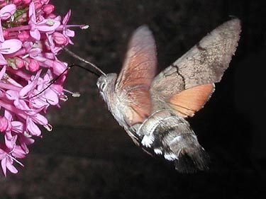 HummingbirdHawkMothSF