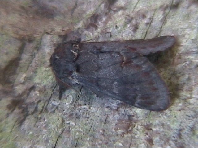 Iron Prominent